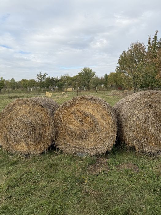Vând baloți de paie
