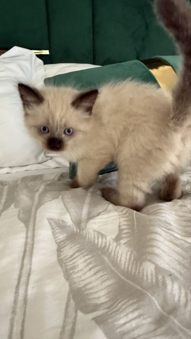 Motanel Ragdoll 6 saptamani