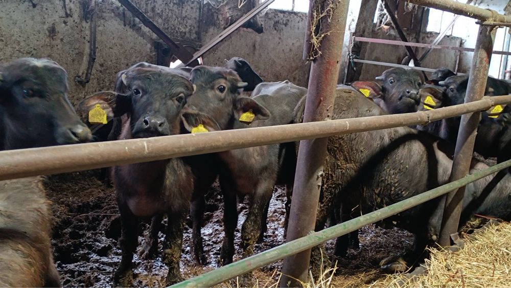 Продавам 15 броя ЖЕНСКИ МАЛАЧЕТА