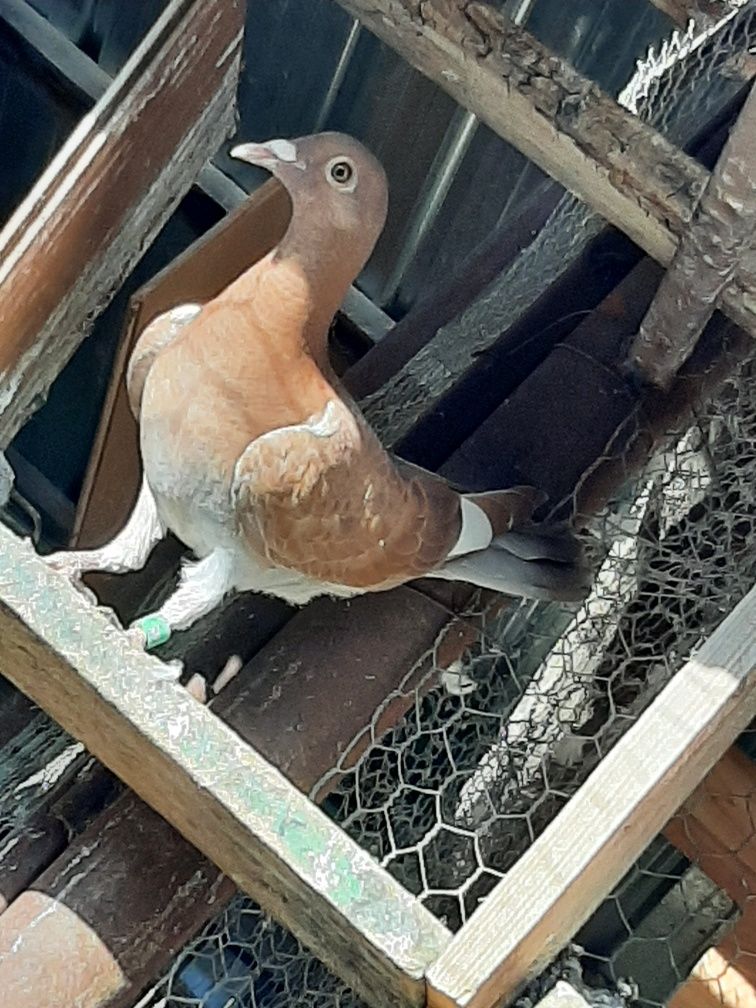 Pereche tanara meulemans