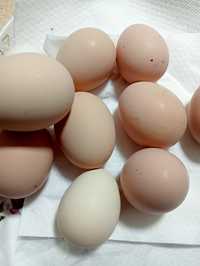 Oua de găină Austrolop