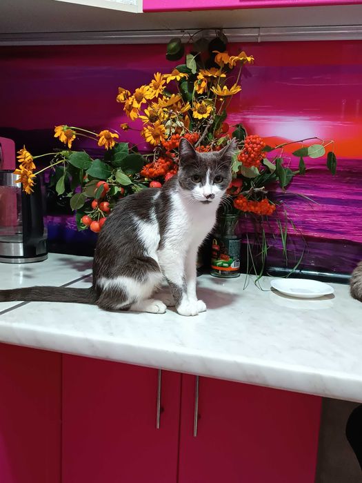 Анатолийская кошка