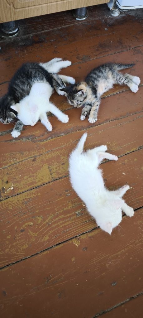 Отдам бесплатно котят