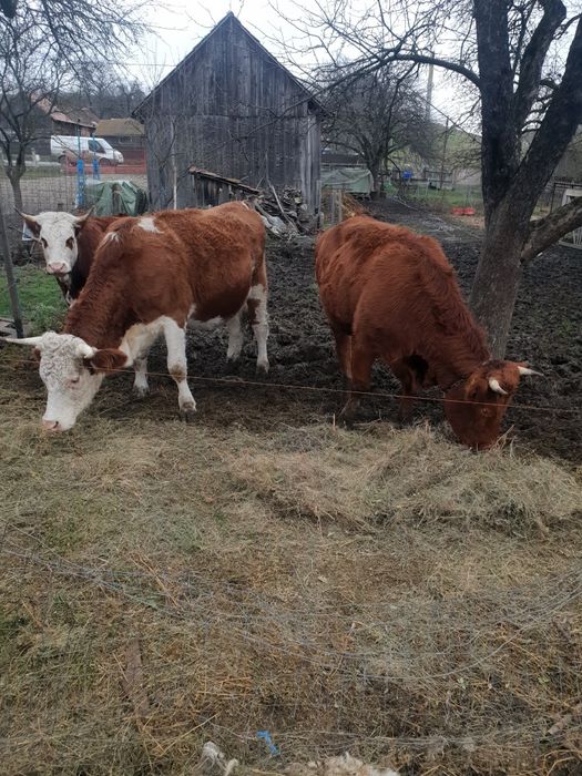 Vaci cu lapte si juninci de vanzare