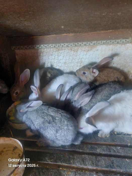 Кролихи и кролята