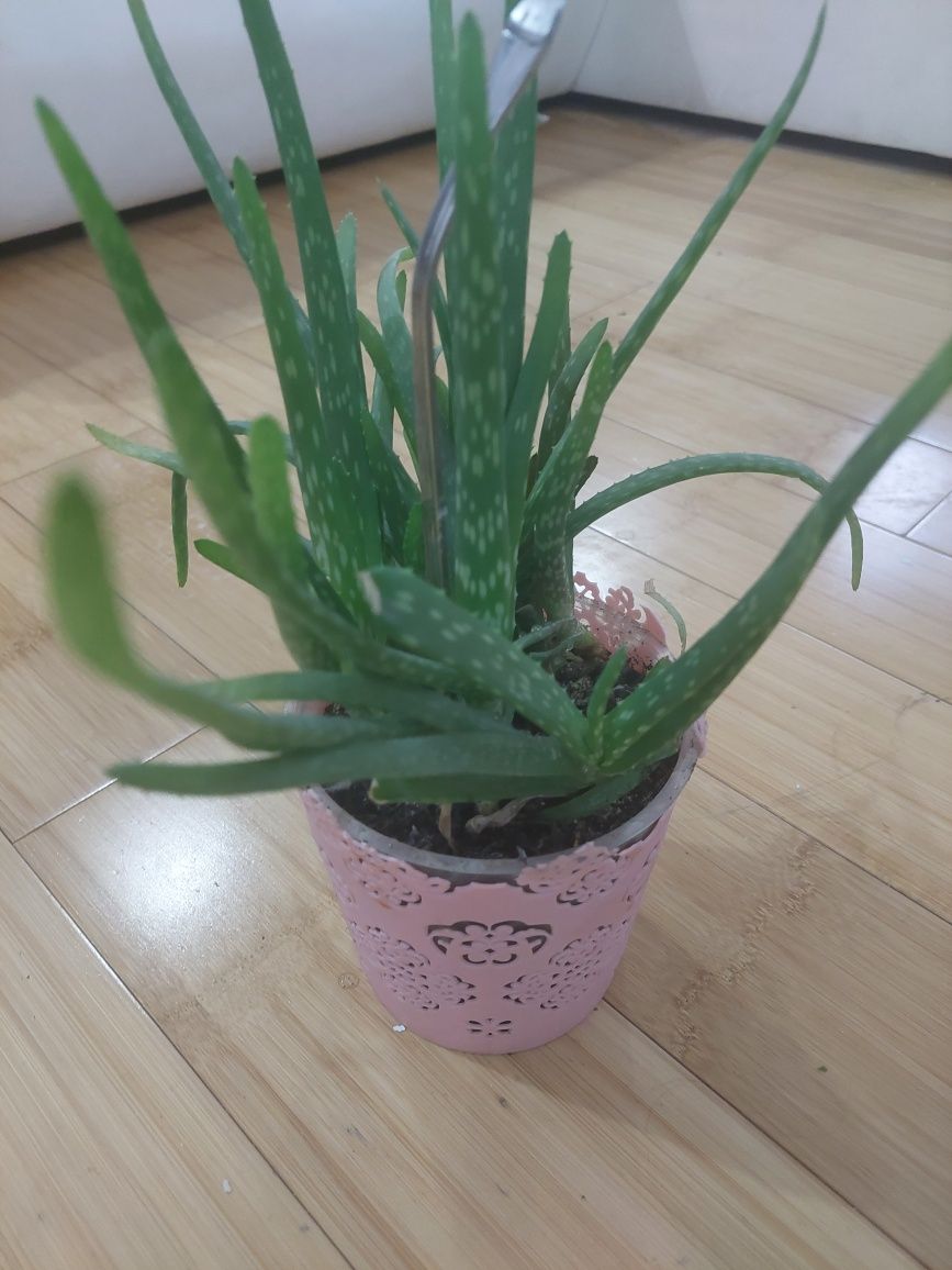 Aloe vera 35 lei