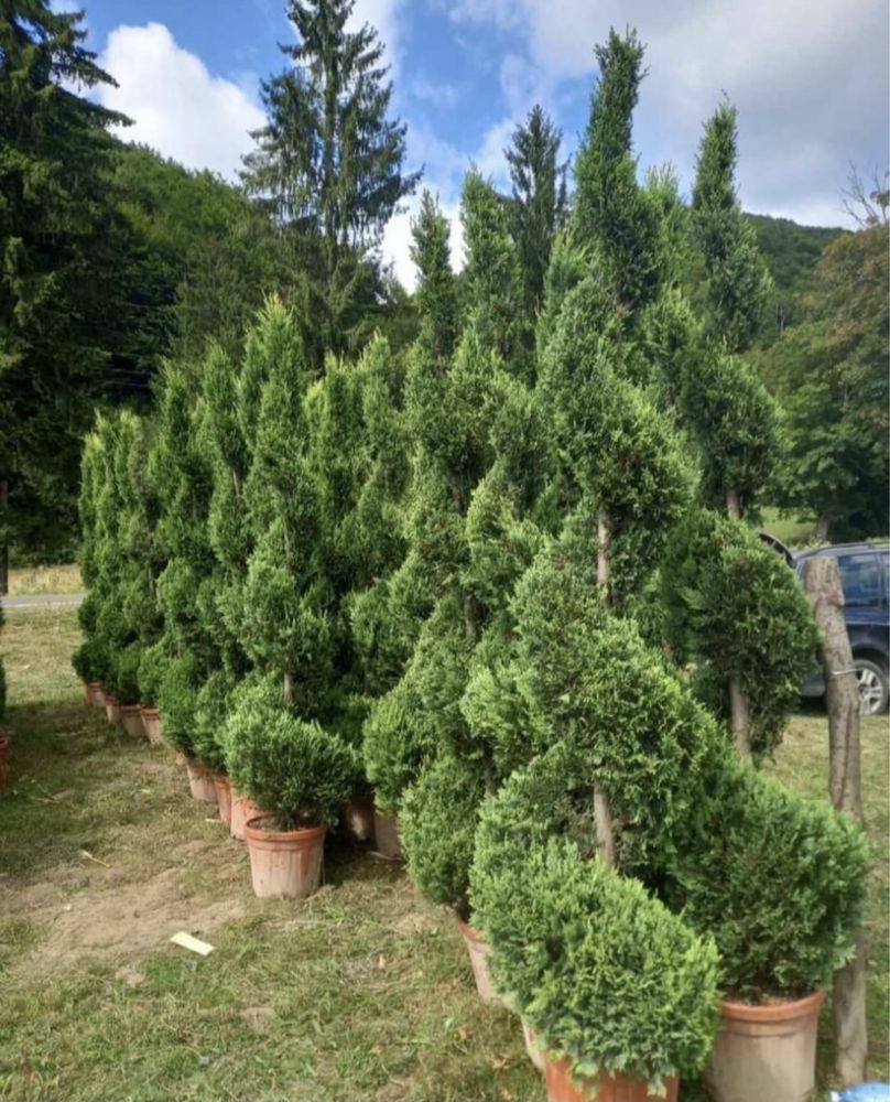 https://gradinaperfecta.ro/ piatra naturala/piatra cubica.plante