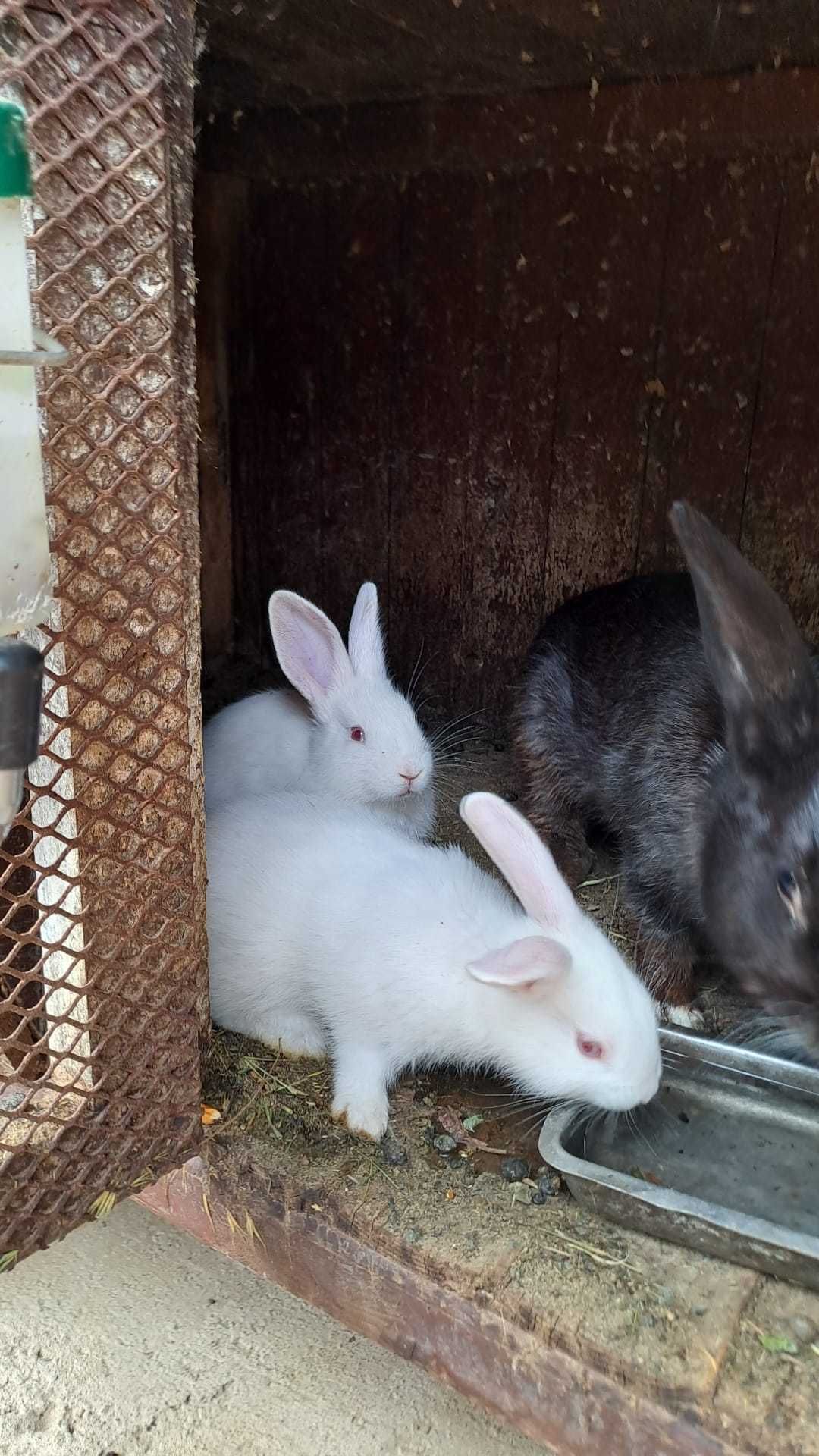 Vand iepurași drăgălași