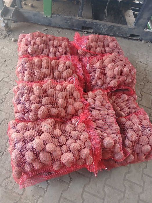 Cartofi consum si  Cartofi Animal