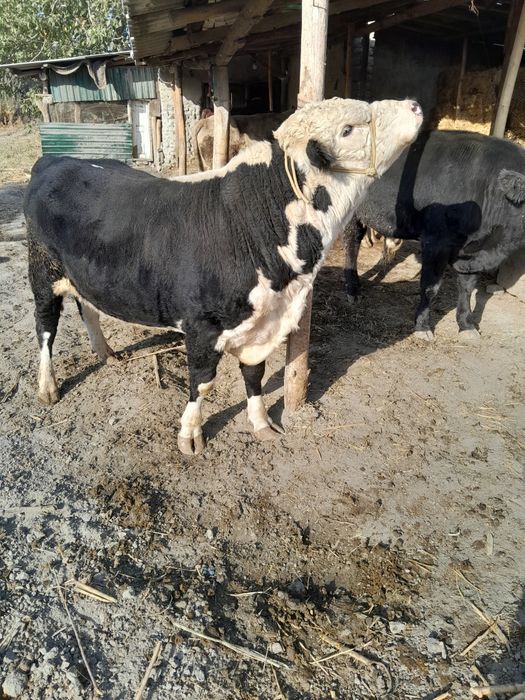 Парода хукузлар сотилади