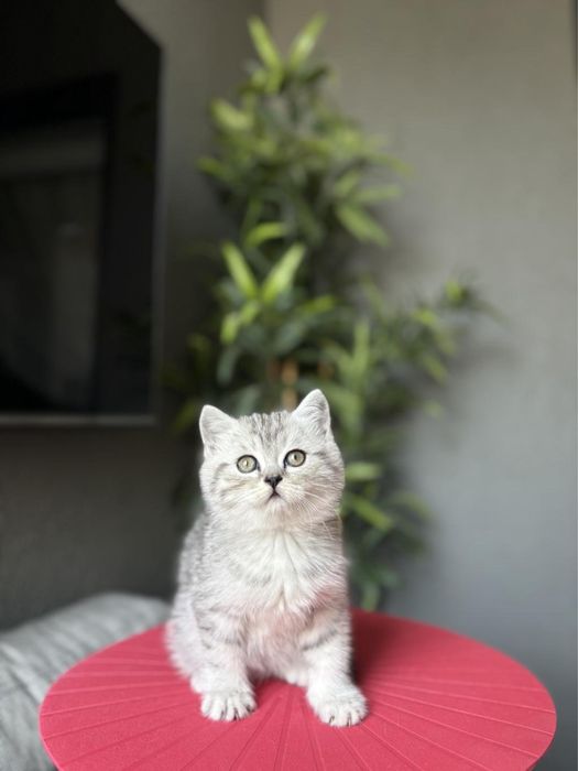British shorthair baietel