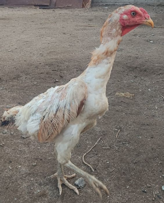 Продам курицу  Лимон !хорошая!!