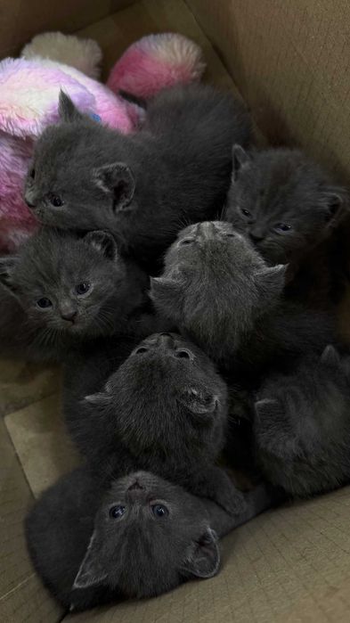British shorthair