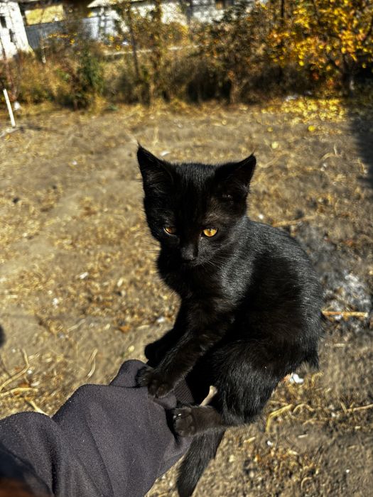 Котенок в добрые руки