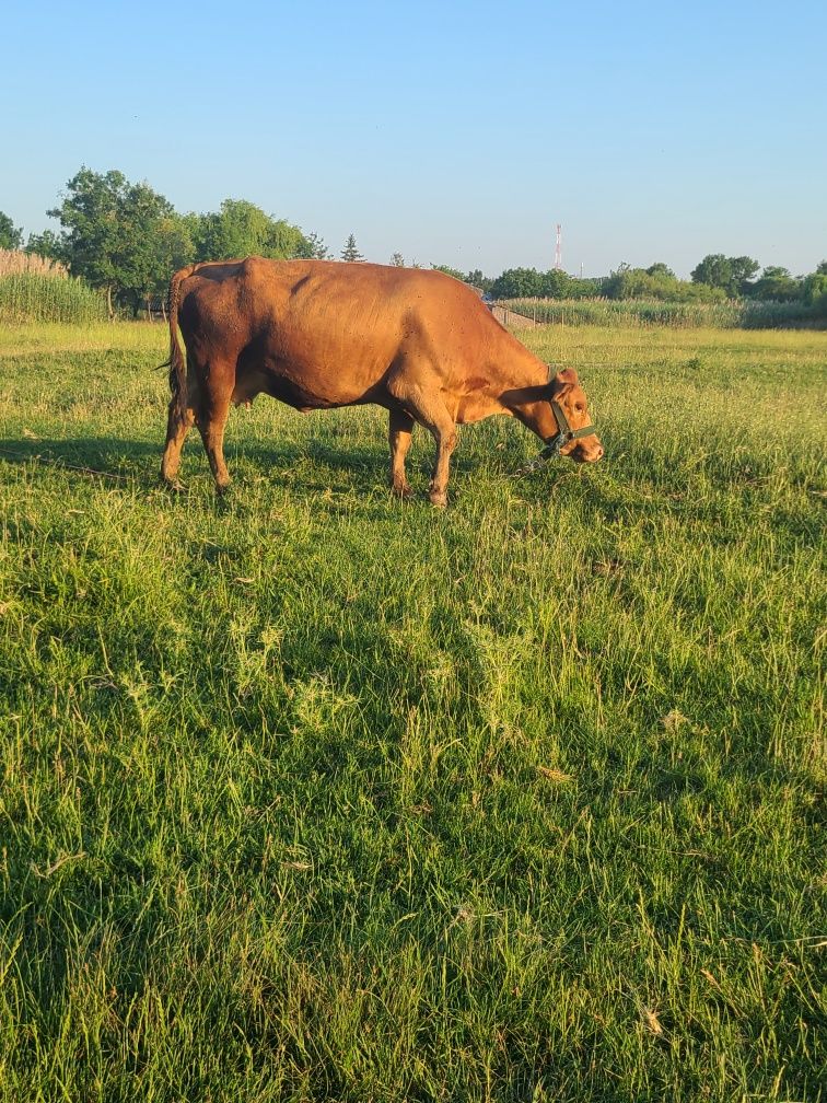 Vacă gestantă metis Angus – fătare în 1 lună, talie mare