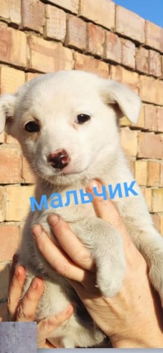 Отдам бесплатно щенка в хорошие руки