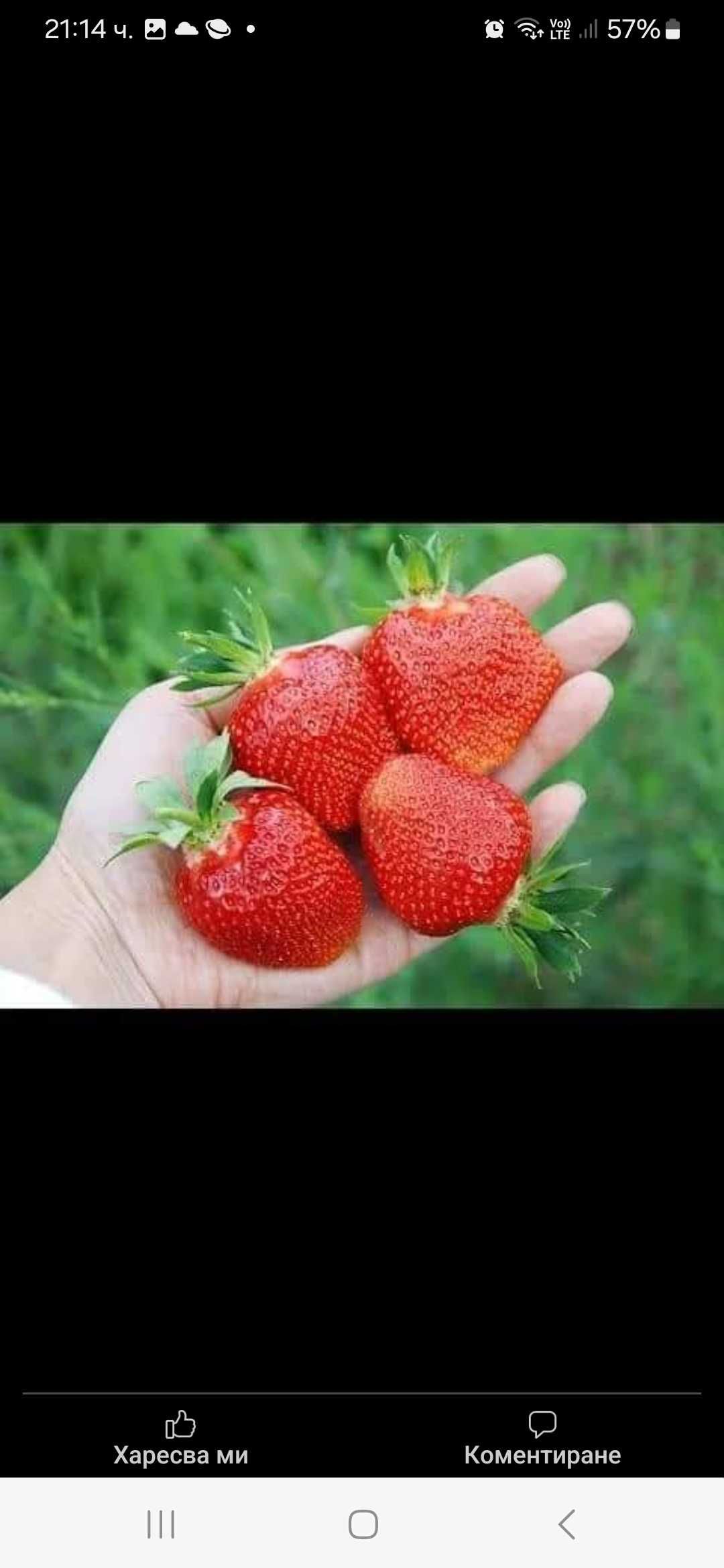 Продавам Разсад ягоди и малини
