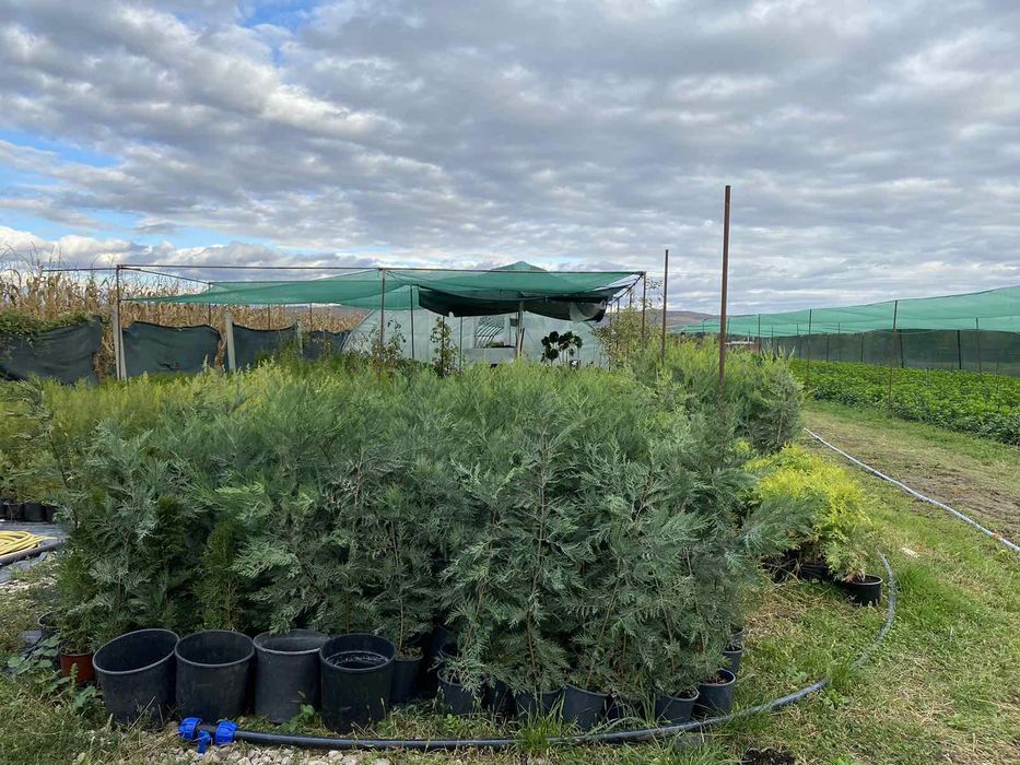 Leylandii / Laur englezes / Photinia / Gold Rider