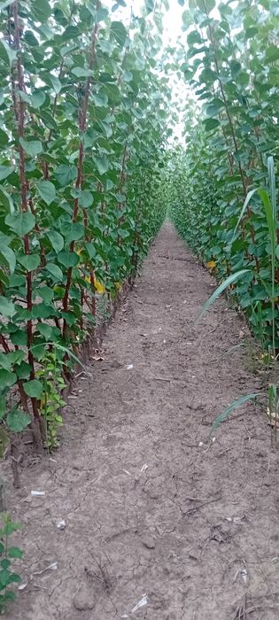 Vand Pomi Fructiferi