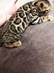 Mascul bengal cu pedigree