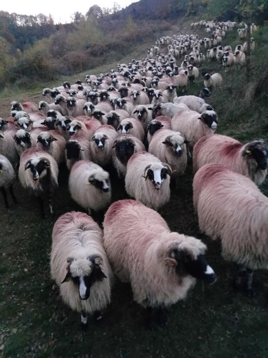 Vând oi breze, mai multe detalii la telefon