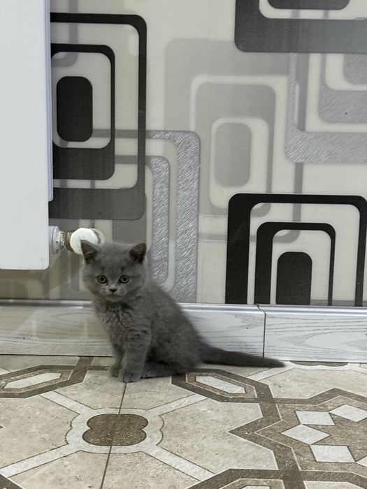 Skotish strayt mushukcha