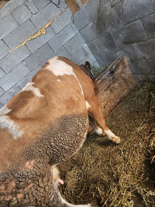 Vând vaca cu vițel