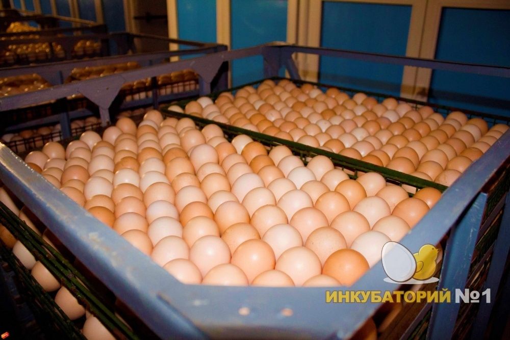 Суточные цыплята бройлеры, Яйцо привезенно из Европы