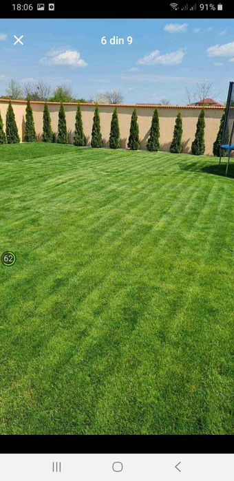 amenajam spați verzi brazi spirale