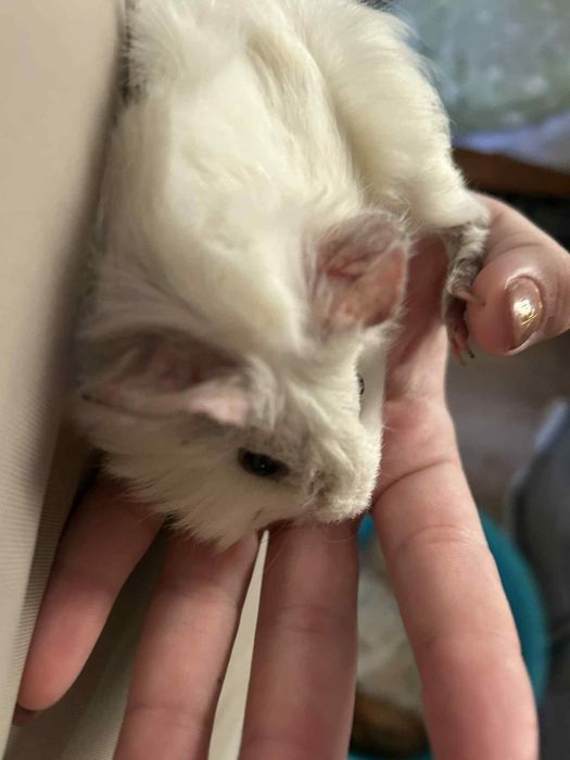 vând porcusori de guineea