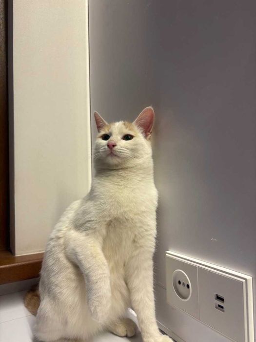 Коты и кошки в добрые руки