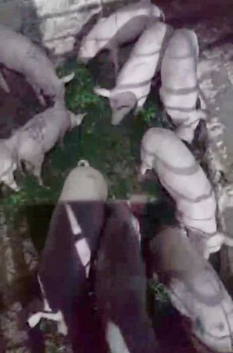 Свободни прасенца