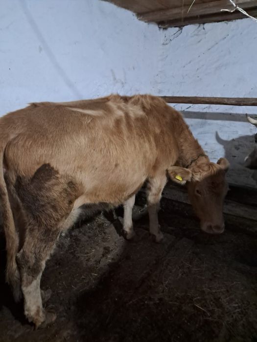 Продам корову срочно торг на откорме яловая Аулиеколь