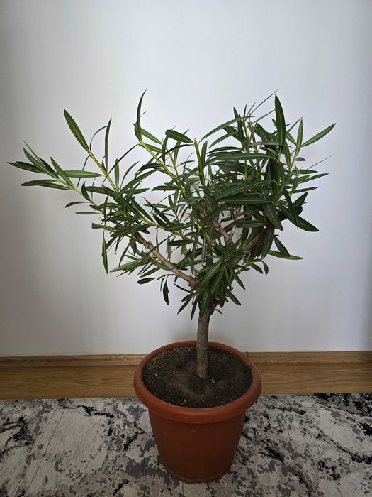 Vând plante Leandru de diferite culori ideal pentru terasa