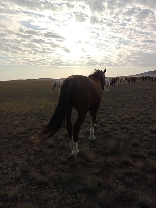 Айгыр    жеребец