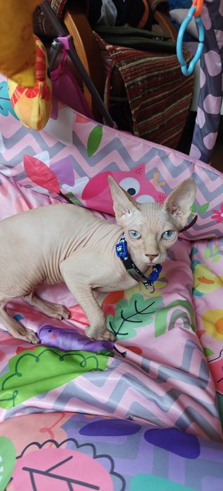 Мъжко Коте Канадски Сфинкс