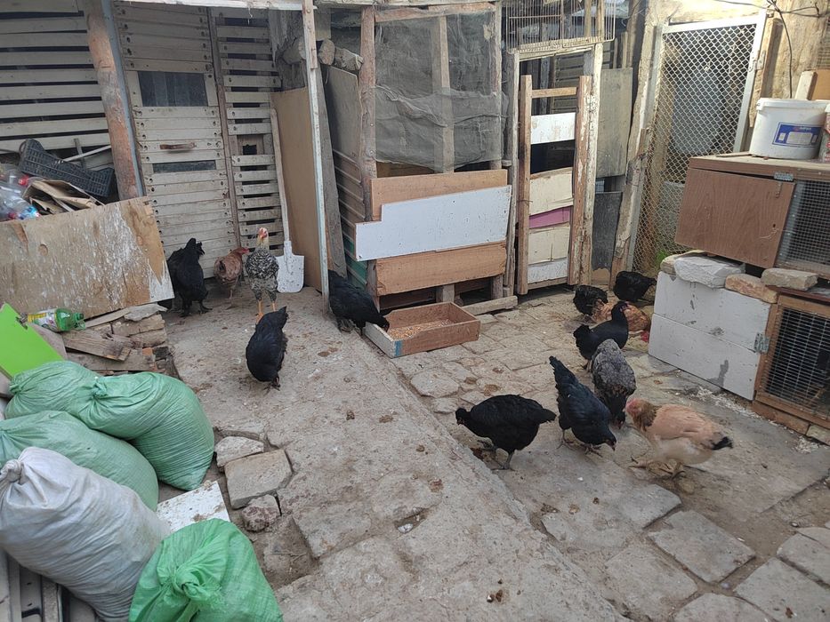 Хонаки товуклар сотилади