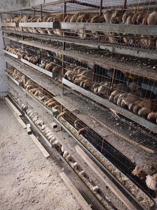 Бодене сатылады багасы 850 тг жаксы туып тур