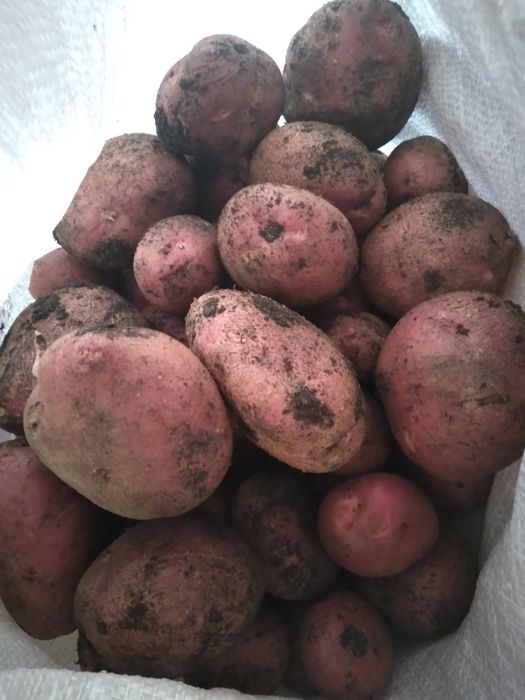 Картошка домашняя продам