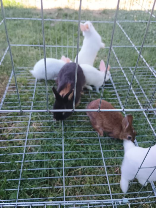 Iepuri pitici iepuri de companie pitic olandez