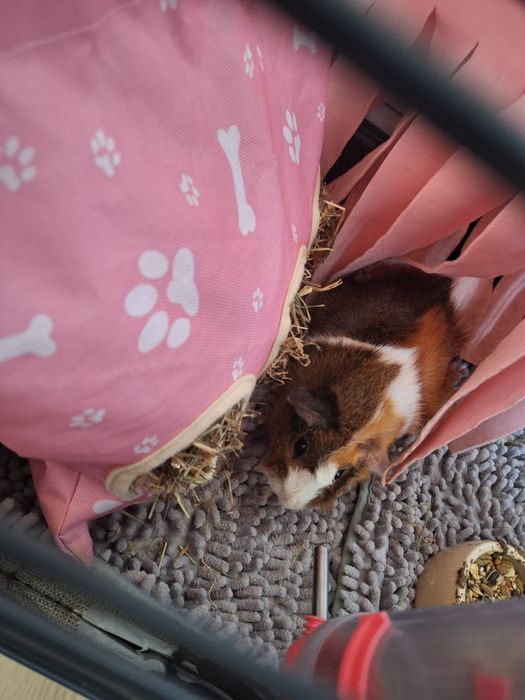 Porcușor de guineea