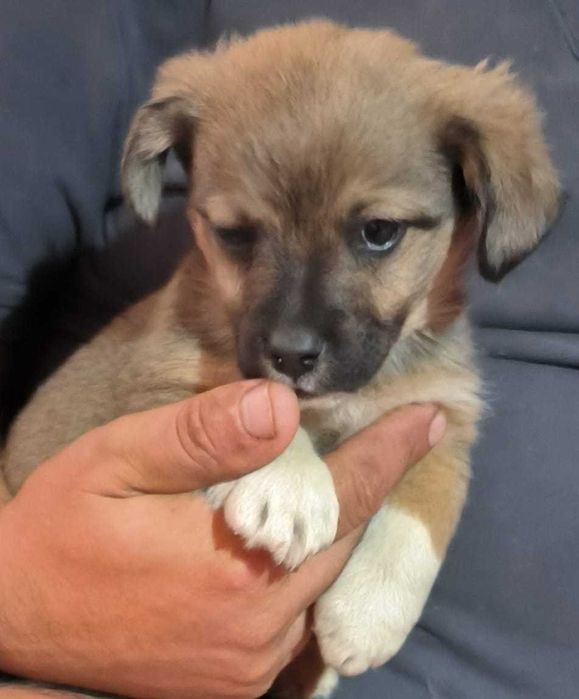 Căței în adopție