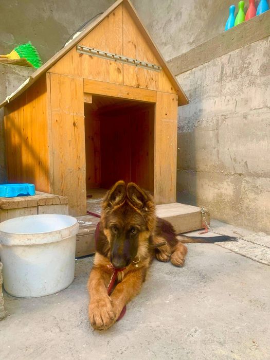 Немецкая овчарка чистокровная