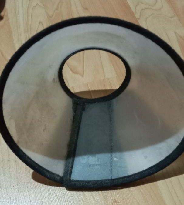 Кошачия когтеточка