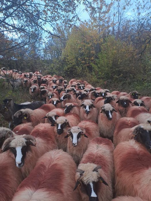 Oi și berbeci se vând toate