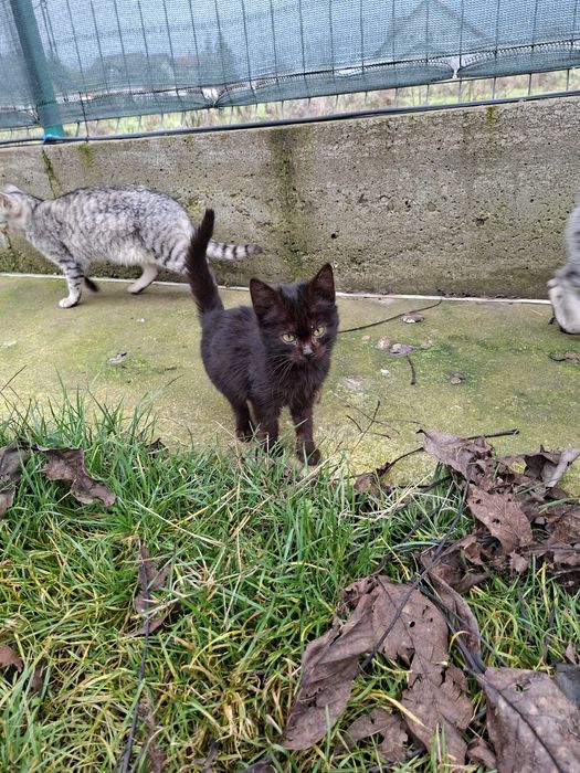 Donez pisici mici si mari, motani si femele