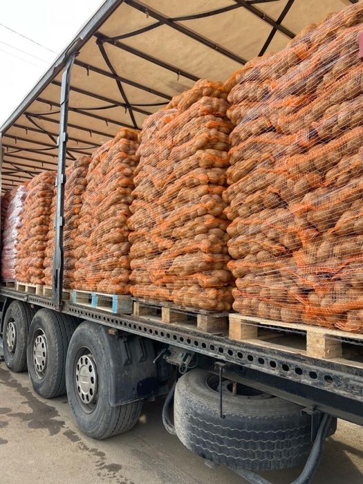 Ceapa , Cartof alb -rosu , morcovi , varza