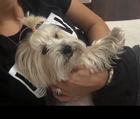 Продавам Йоркширски териер мини