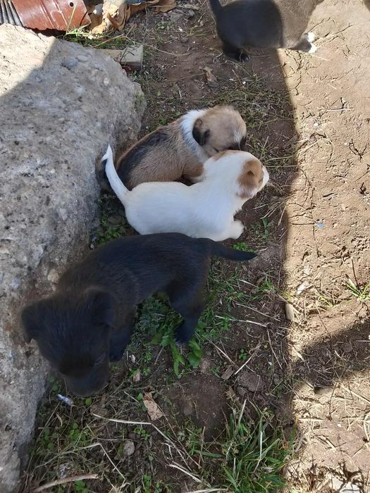 Подарявам кученца