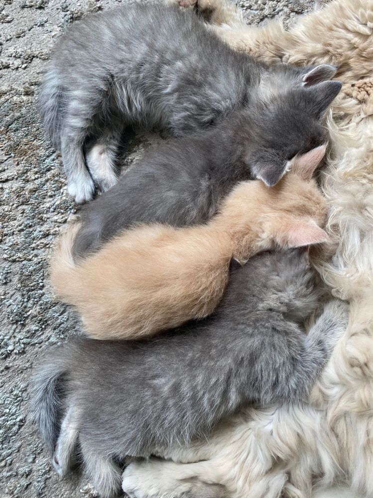 Отдам котят в добрые руки